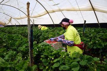 El vicepresidente del Gobierno de Canarias visita el municipio de Valsequillo/Acfi Press.